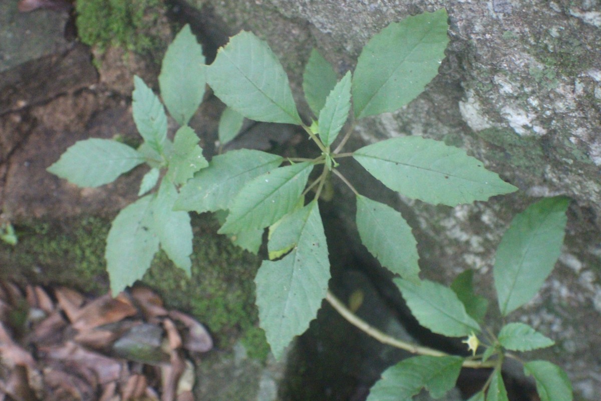 Dorstenia indica Wight